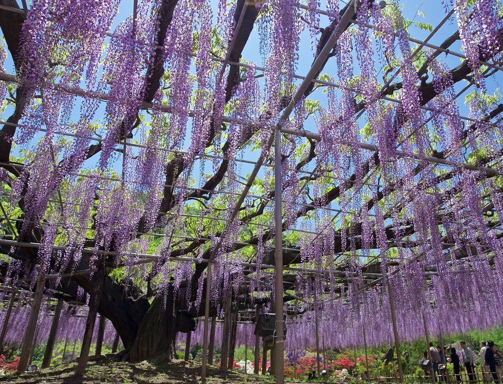 🏯 유텐 사원 (유텐지) 이미지 8